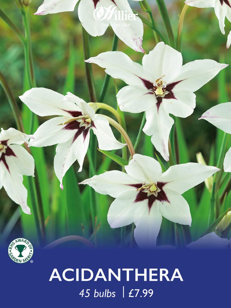 Acidanthera Bulbs 8718641997383 2